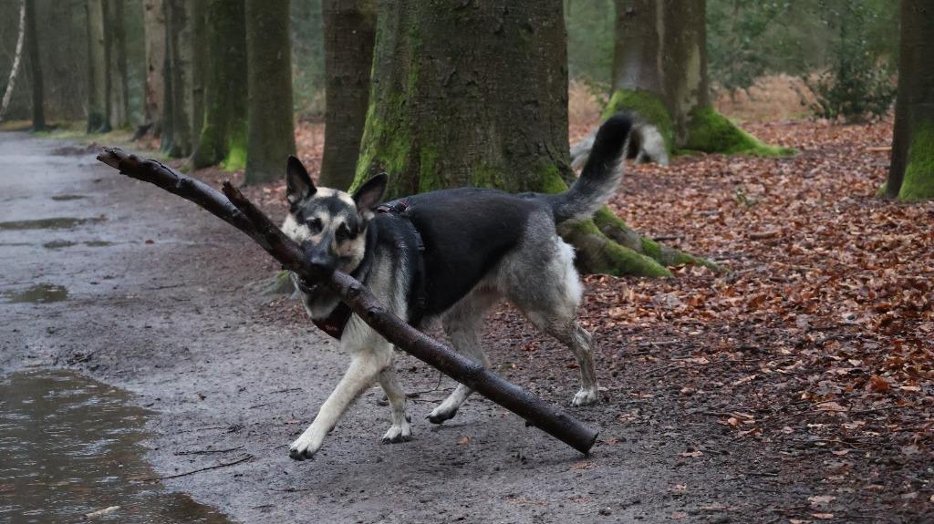 Oost Europese herder Vereniging, Parvo, 1 tot 2 jaar, Meerdere, Meerdere dieren