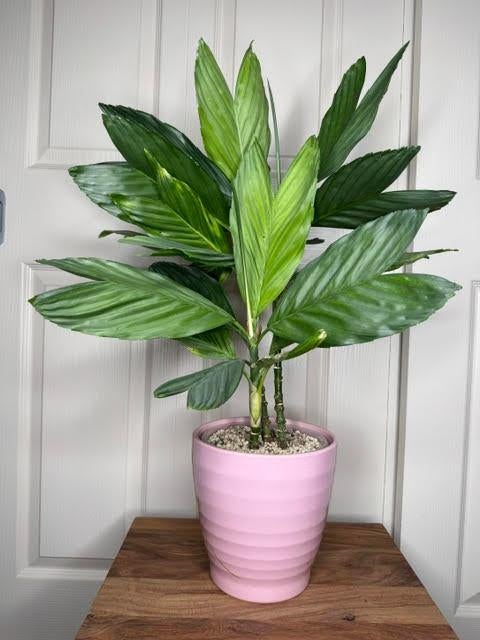 Chamaedorea metallica in bloei lechuza pon, Ophalen, Palm, Halfschaduw, Minder dan 100 cm