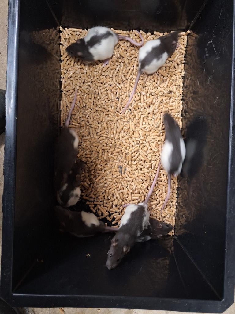 Jonge ratten, rittens, Dieren en Toebehoren, Knaagdieren, December, Meerdere dieren, Rat