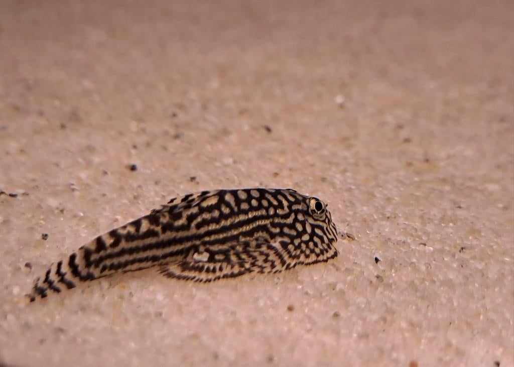 Steenkruiper (Sewellia lineolata), Dieren en Toebehoren, Vis, Zoetwatervis, Schoolvis
