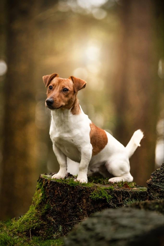 Ervaren Jackrussel Dekreu Hummer (niet te koop), Dieren en Toebehoren, Honden | Dekreuen, Reu, Particulier, Eén hond, Nederland