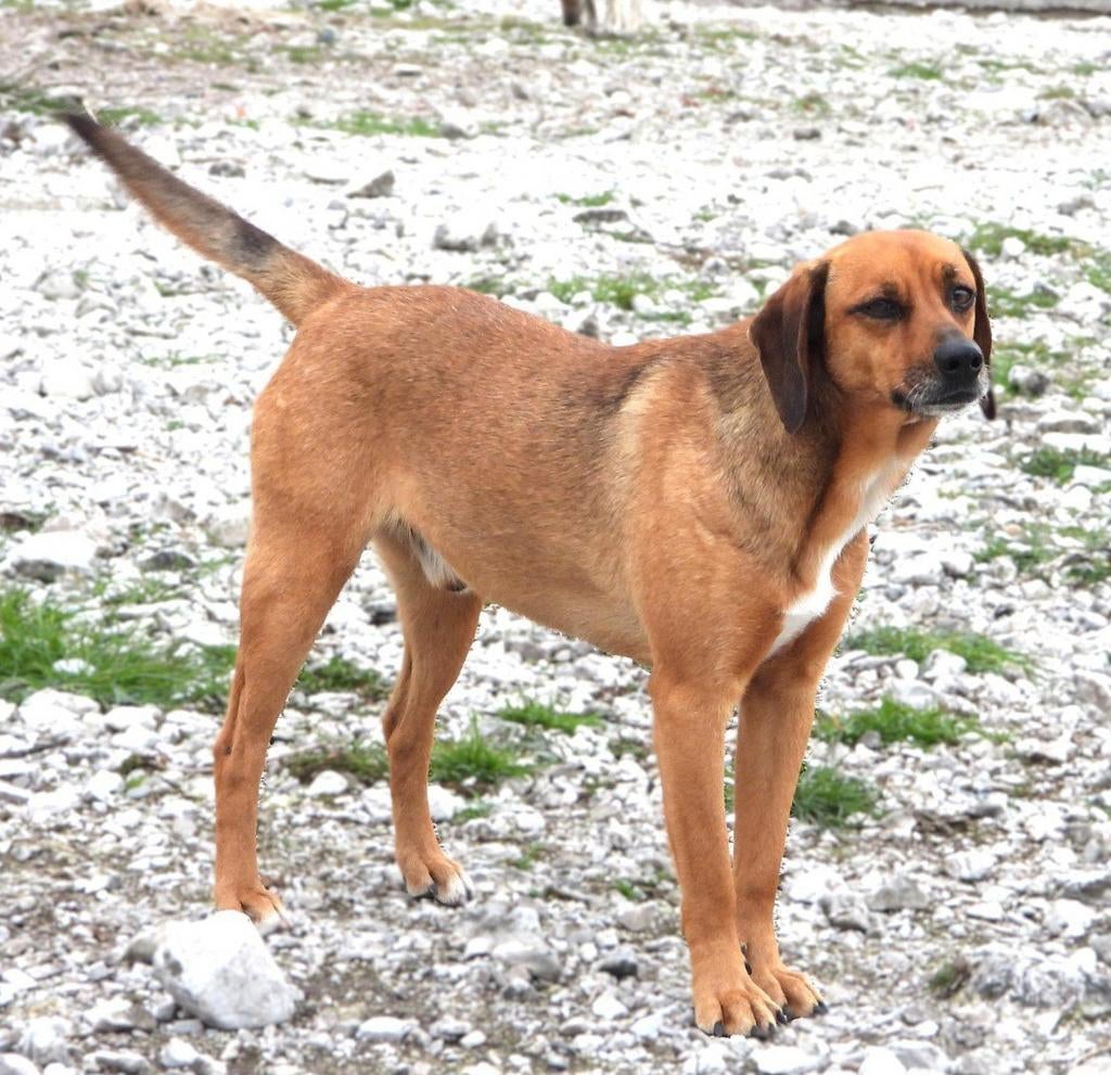 Charlie een lief grappig hondje, Dieren en Toebehoren, Particulier, Reu, Buitenland, Parvo