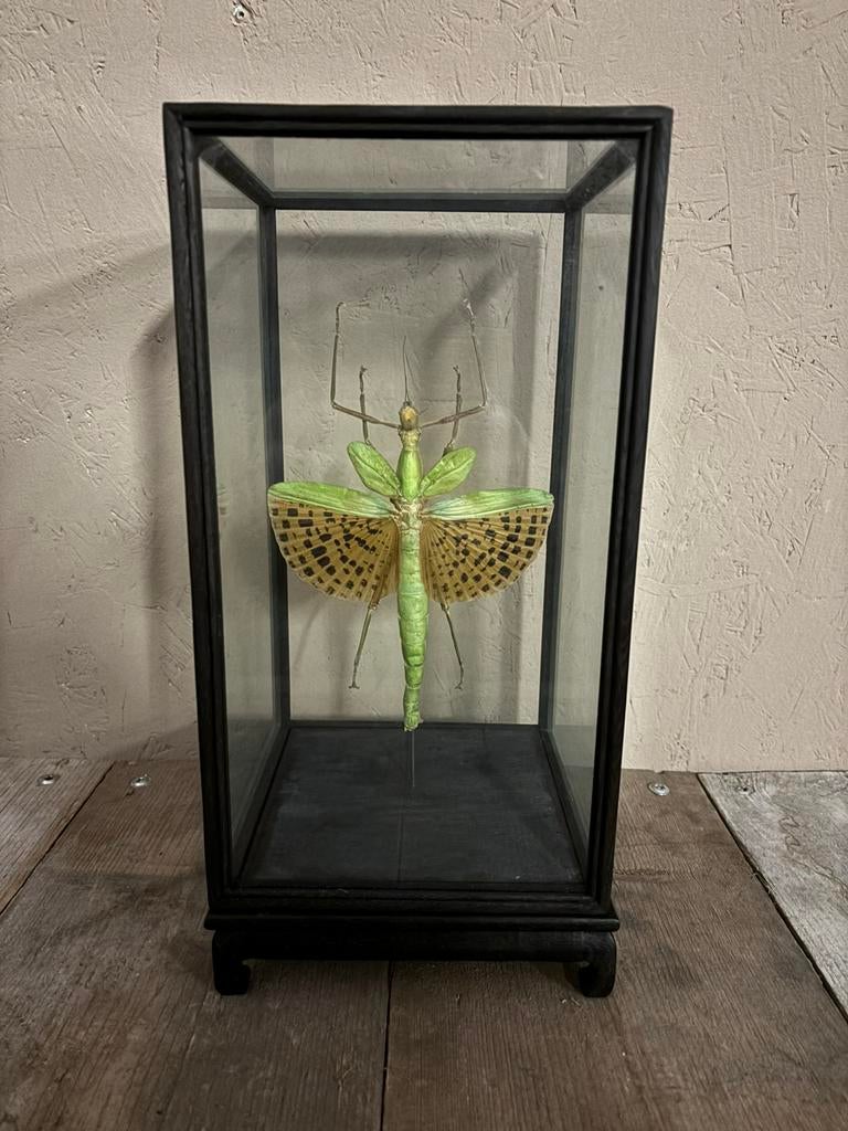 Mooie vitrine met een Javaanse Reuzenwandelende tak, Verzamelen, Dierenverzamelingen, Nieuw, Opgezet dier, Insect, Ophalen