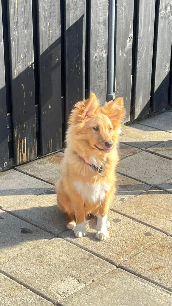 Poshie dekreu, Dieren en Toebehoren, Reu, 1 tot 2 jaar, Parvo, Eén hond