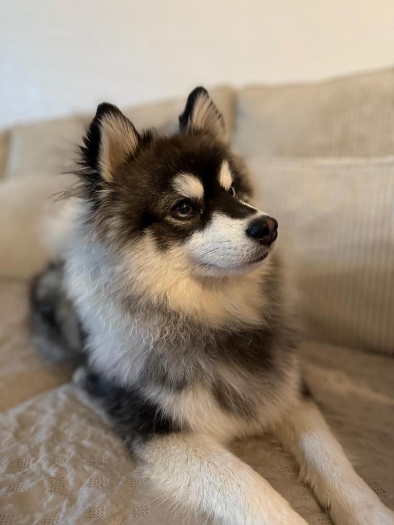 Charlie de dekreu, Dieren en Toebehoren, Parvo, Reu, 1 tot 2 jaar, Eén hond