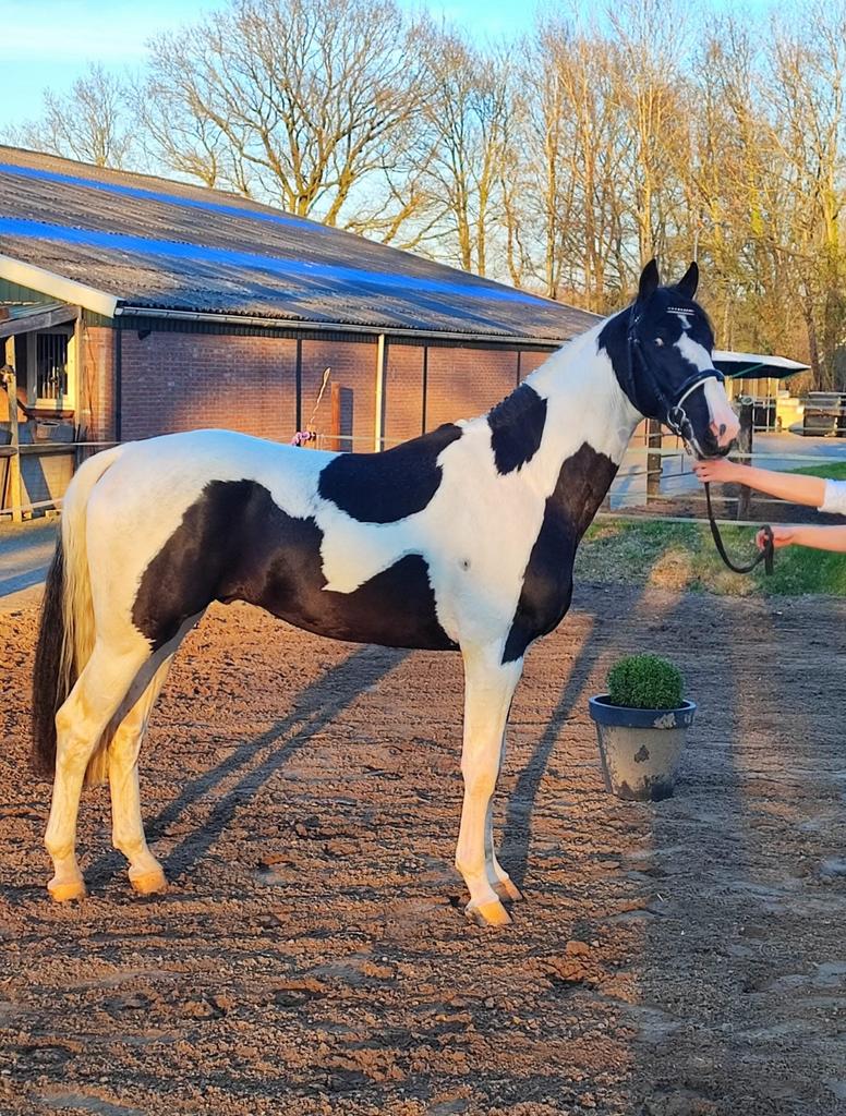 Ter dekking Oliver, Hengst
