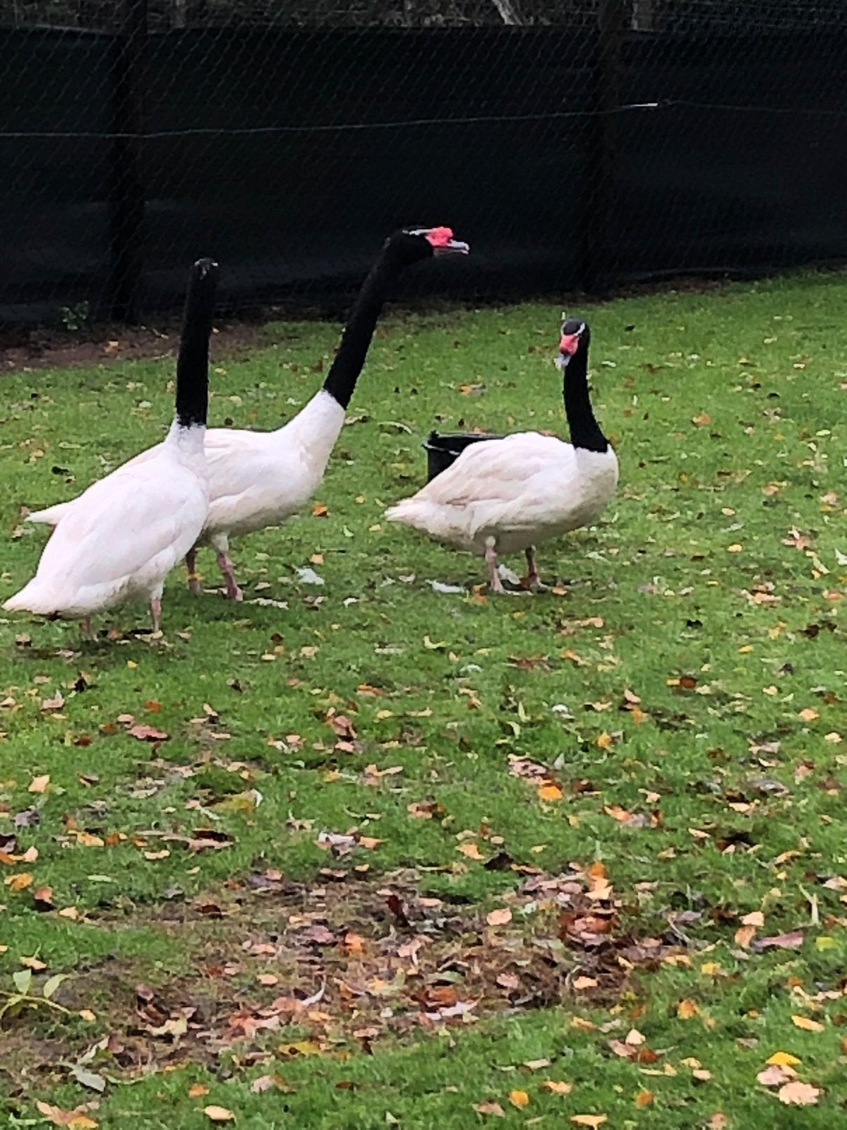 Gevraagd zwarthals zwanen, Dieren en Toebehoren, Pluimvee, Meerdere dieren, Gans of Zwaan