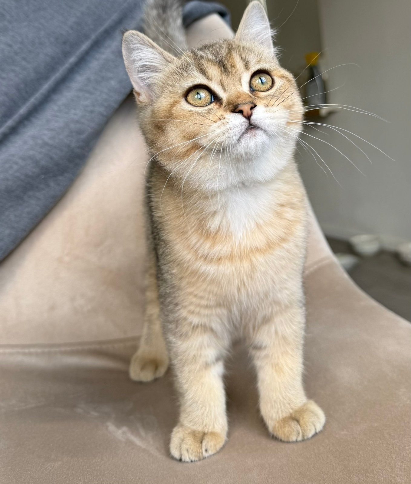 Britse golden shaded kitten, Dieren en Toebehoren, Katten en Kittens | Raskatten | Langhaar, Poes