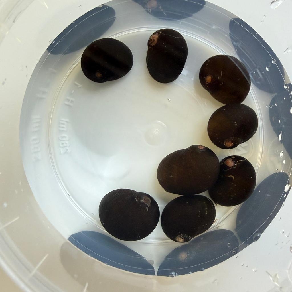 Neritina slakken, Dieren en Toebehoren, Slak of Weekdier