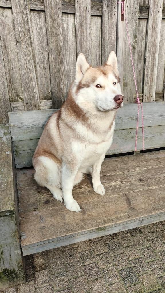 Topkwaliteit Siberische Husky pups- prachtige blauwe ogen, 8 tot 15 weken, Poolhond, Parvo, Meerdere