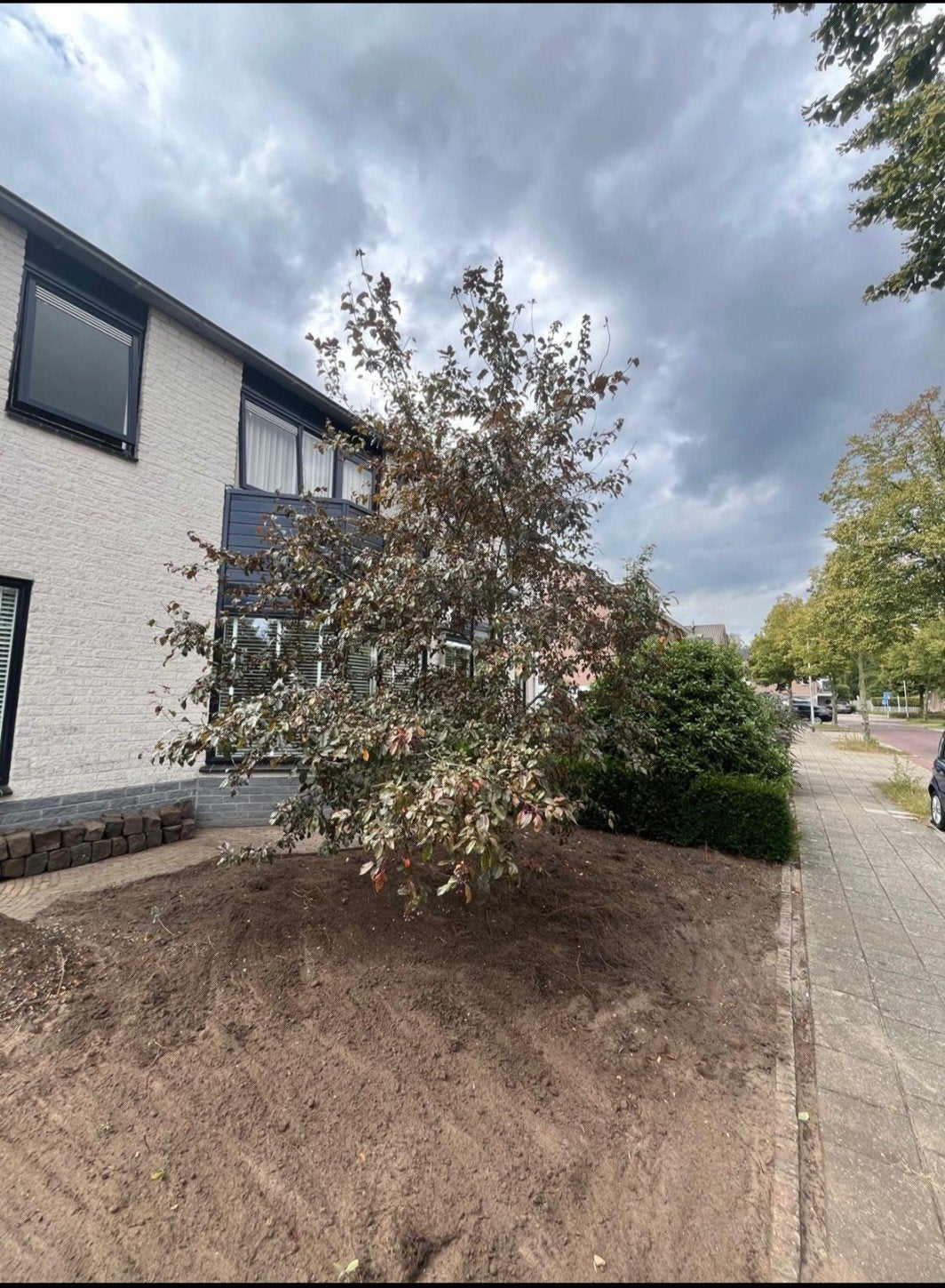 Gratis Boom, Tuin en Terras, Ophalen, Volle zon, Overige soorten, 400 cm of meer