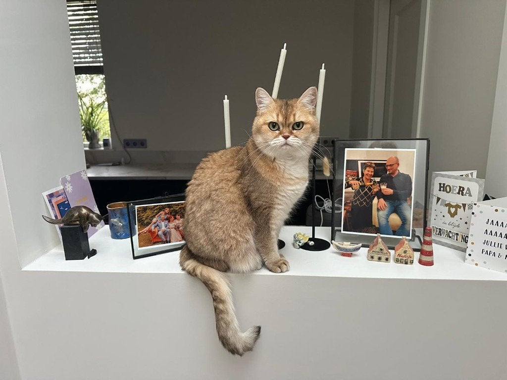 Kat vermist Baarn, Dieren en Toebehoren, Kat