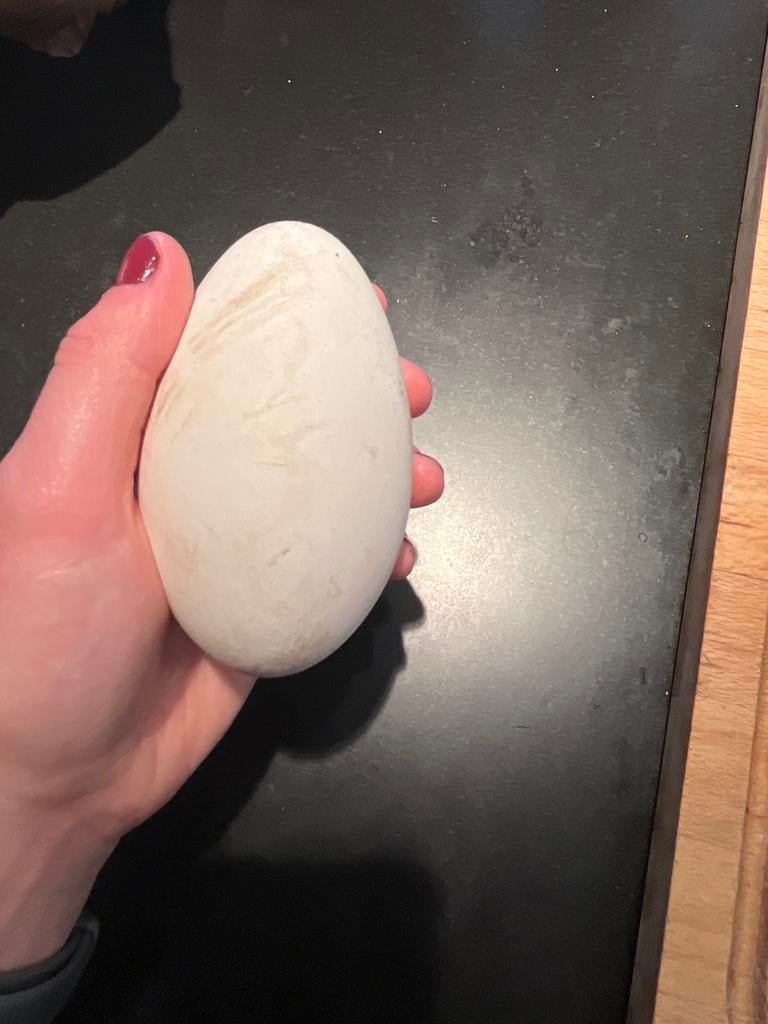 Ganzen Eieren van Boeren Gans ( kok of fok), Dieren en Toebehoren, Pluimvee, Geslacht onbekend, Gans of Zwaan