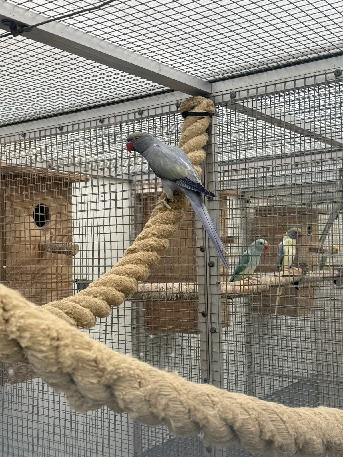 Halsband parkiet, Dieren en Toebehoren, Mannelijk, Parkiet, Geringd