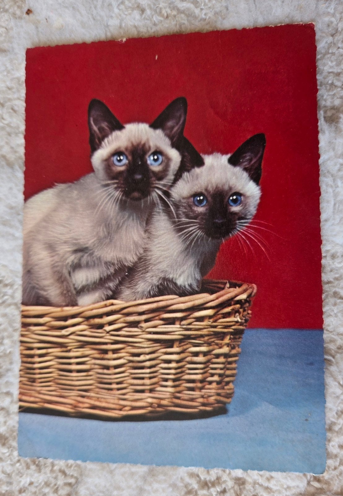 Twee Siamese Katten in Mandje, Verzenden, 1960 tot 1980, Gelopen, Hond of Kat