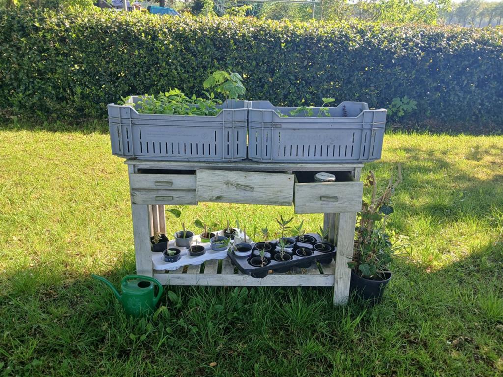 Gratis planten en/of stekjes ruilen, Ophalen, Overige soorten, Volle zon