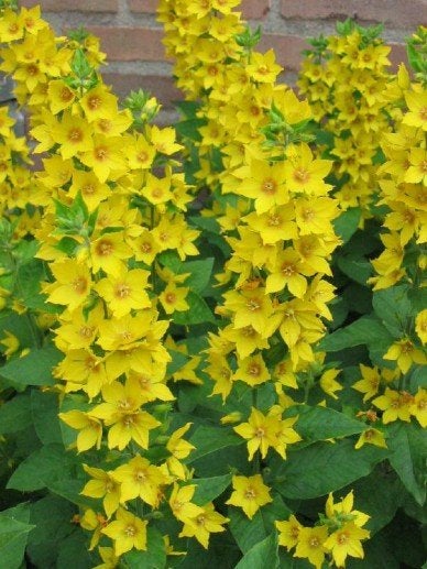 Stekjes van Lysimachia punctata - Puntwederik, Ophalen, Zomer, Vaste plant