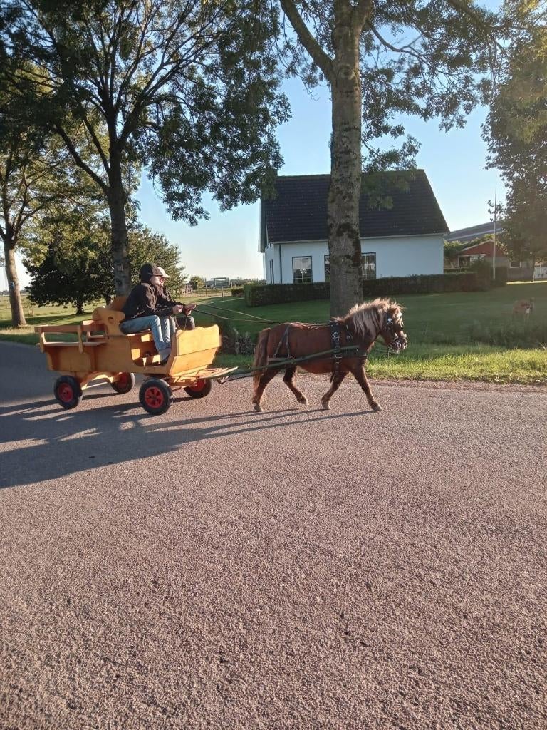 betuigde shetland pony's, Dieren en Toebehoren, Merrie, A pony (tot 1.17m), Gechipt, 0 tot 2 jaar