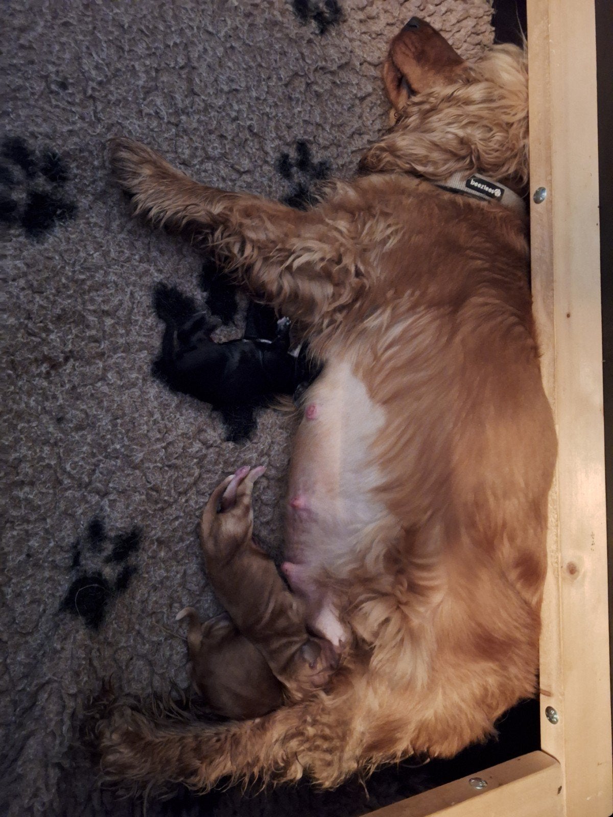Engelse cockerspaniel pups reutjes, 8 tot 15 weken, Meerdere, Meerdere dieren, Nederland