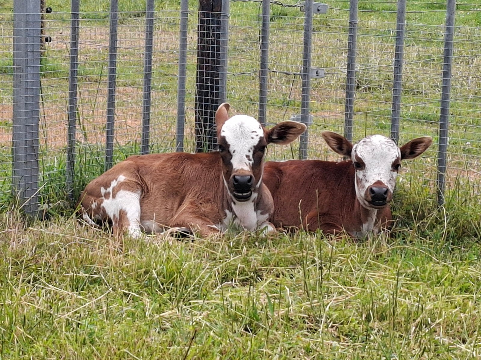 Mini zeboes; vaarsen en stierkalfjes, Dieren en Toebehoren, Vrouwelijk