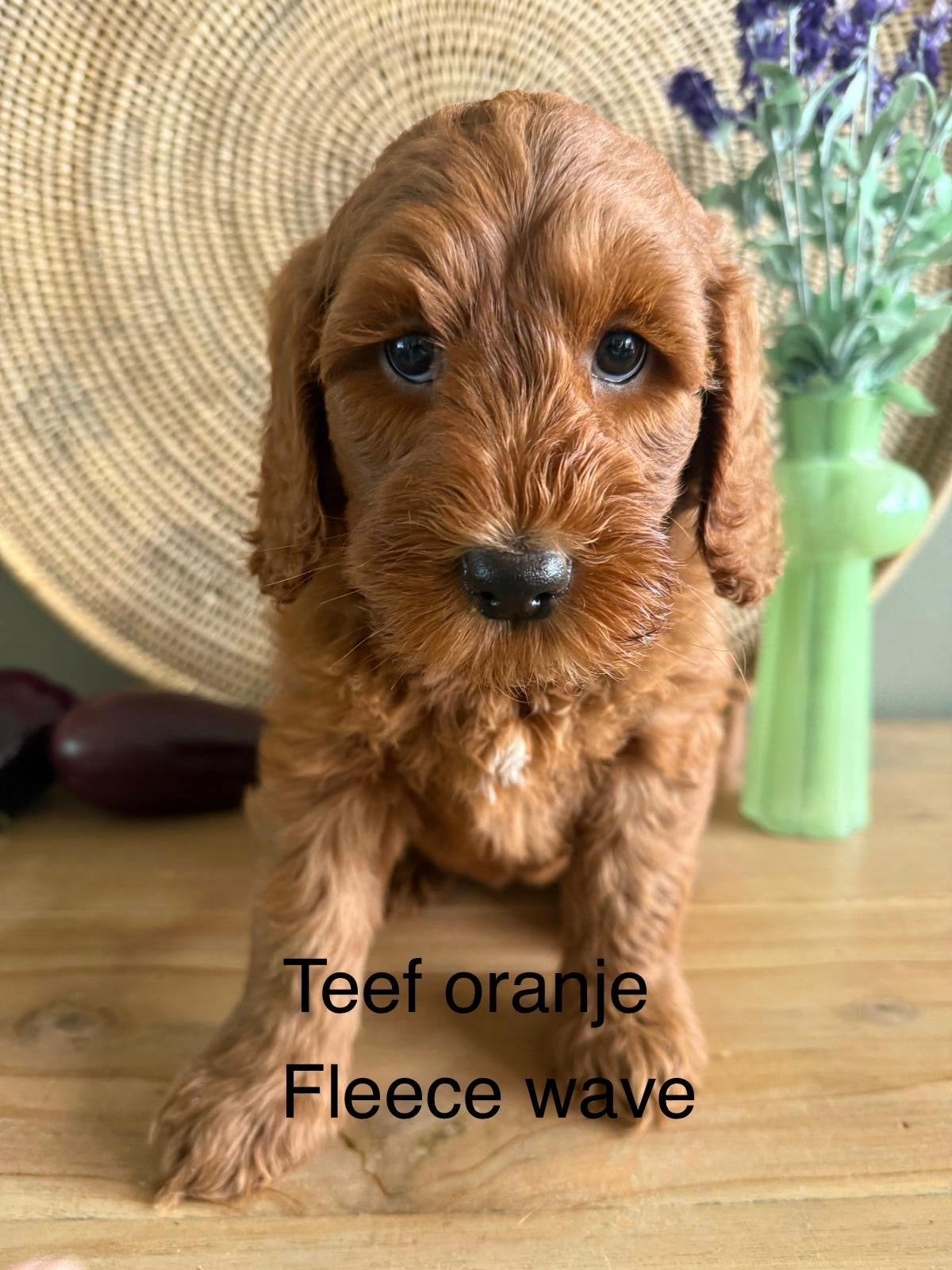Australian labradoodle pups, Parvo, 8 tot 15 weken, Meerdere, Meerdere dieren
