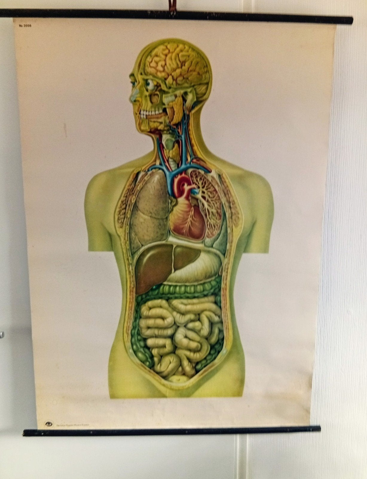 Anatomische Schoolplaat Torso, Verzenden, Natuur en Biologie