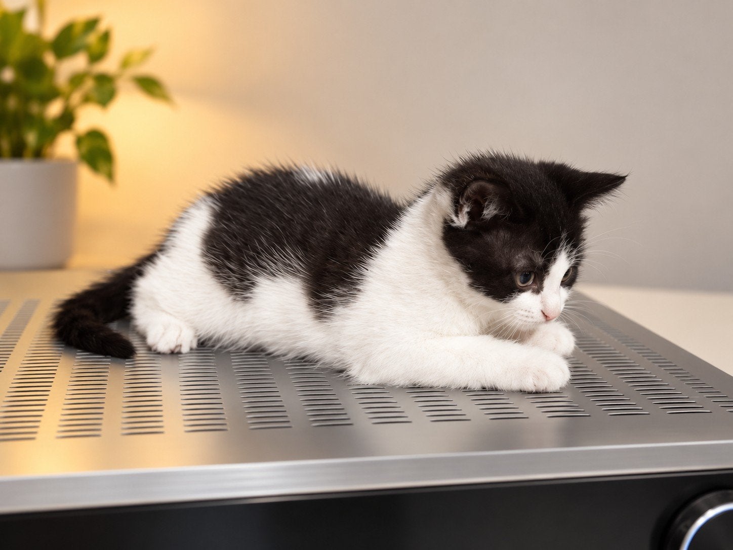 Lieve kittens zoeken een gouden mandje (brits/euro korthaar), Meerdere dieren, Kortharig, 0 tot 2 jaar