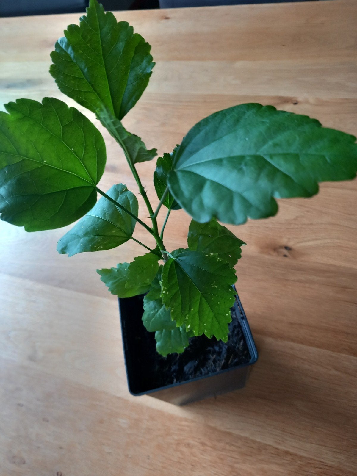 Aantal  Hibiscus stekken. Lila/roze, Tuin en Terras, Planten | Bomen, Overige soorten, Minder dan 100 cm, Zomer, Ophalen