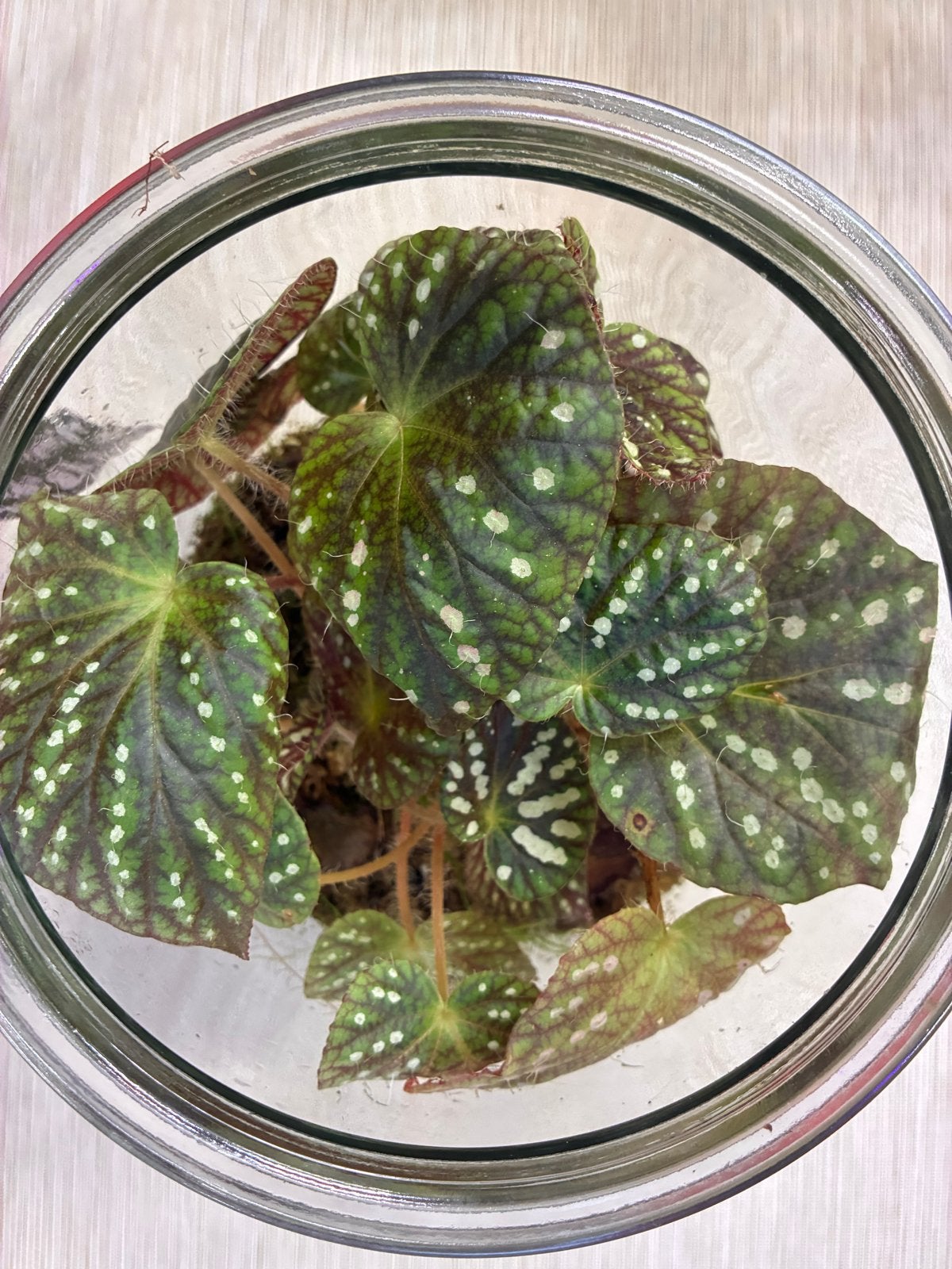 Begonia China stekken | Terrarium, Ophalen of Verzenden, Halfschaduw, Minder dan 100 cm