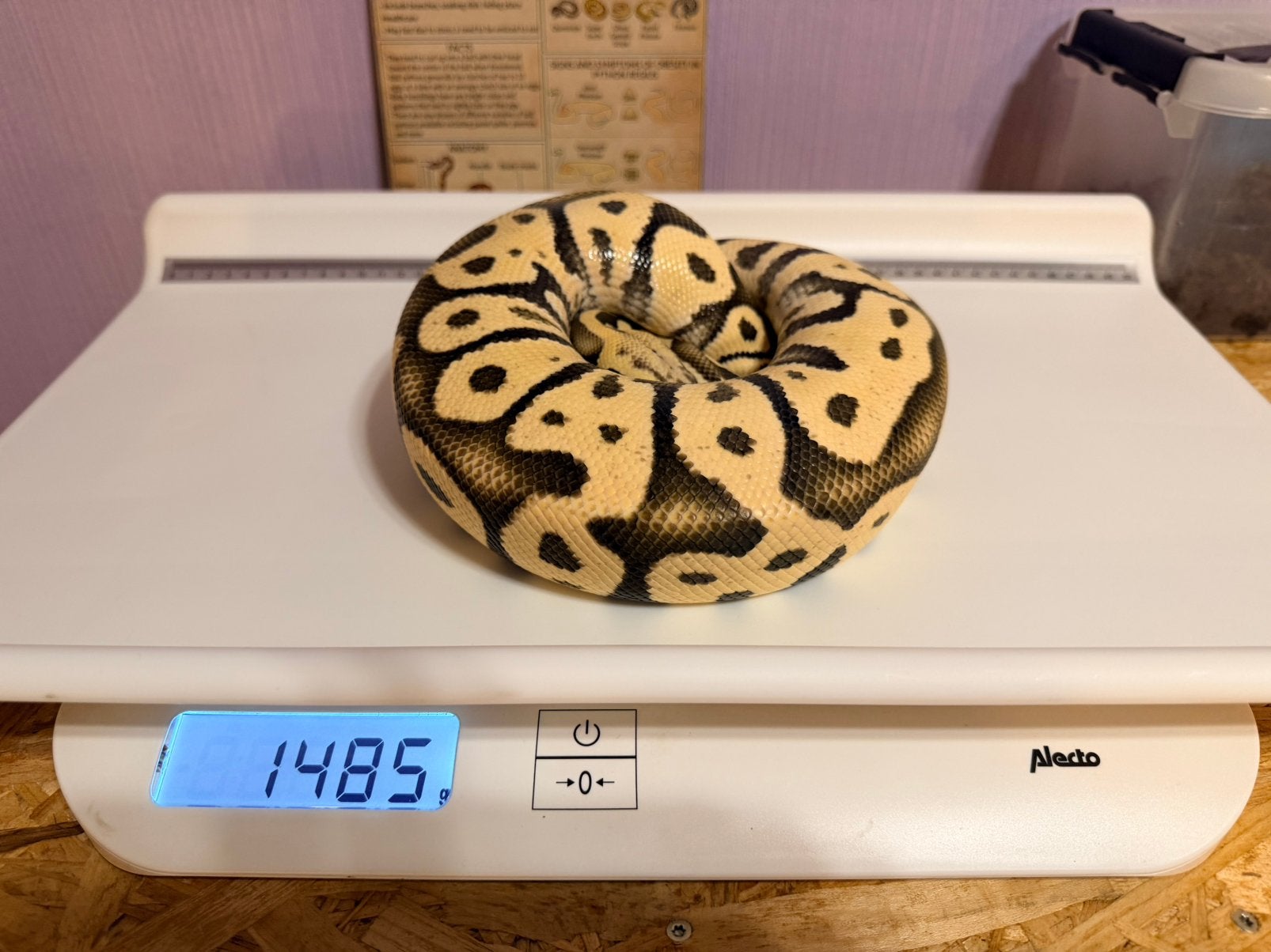 Mooie koningspython 1.0 Ball Python photo 4