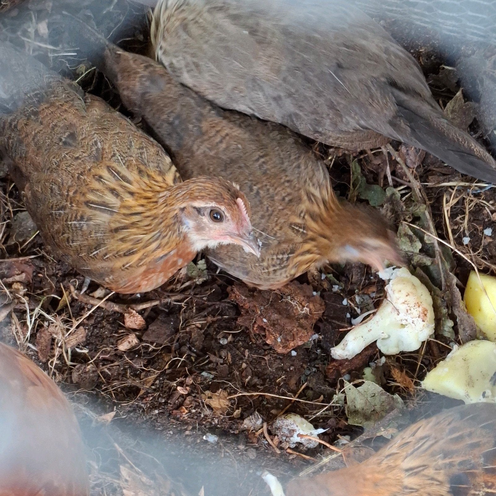 Drentse patrijs kriel kuikentjes, Dieren en Toebehoren, Meerdere dieren, Kip
