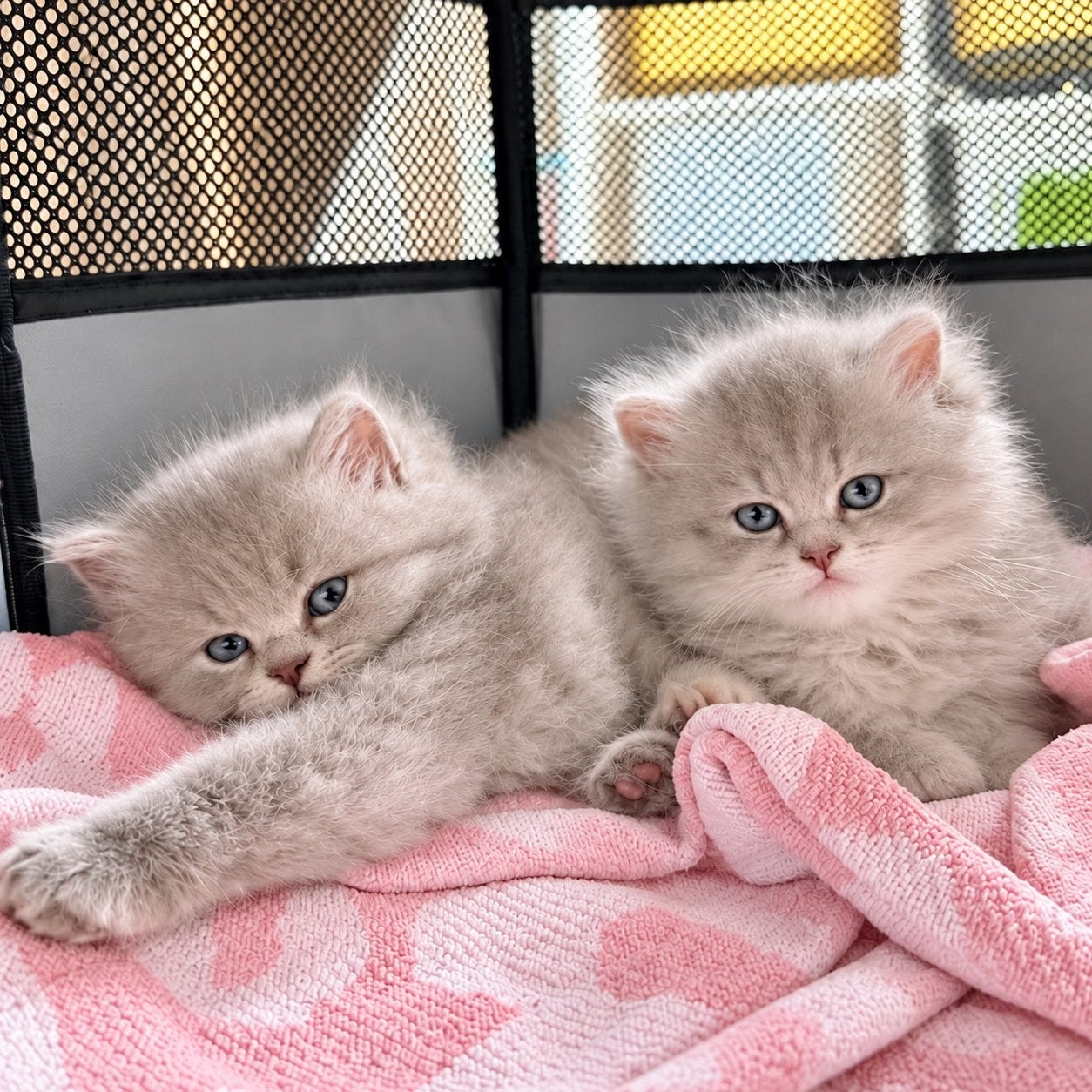Brits Langhaar-kittens zoeken een fijn thuis 🐾, Poes, Ontwormd, 0 tot 2 jaar