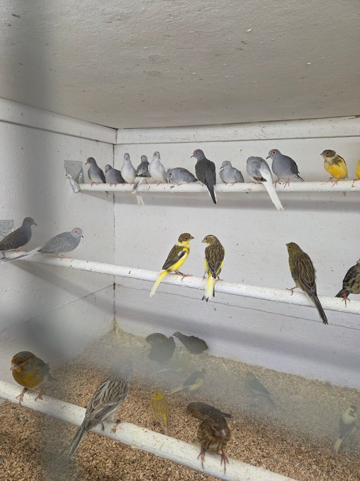 Diamant duiven, Dieren en Toebehoren, Vogels | Duiven, Meerdere dieren