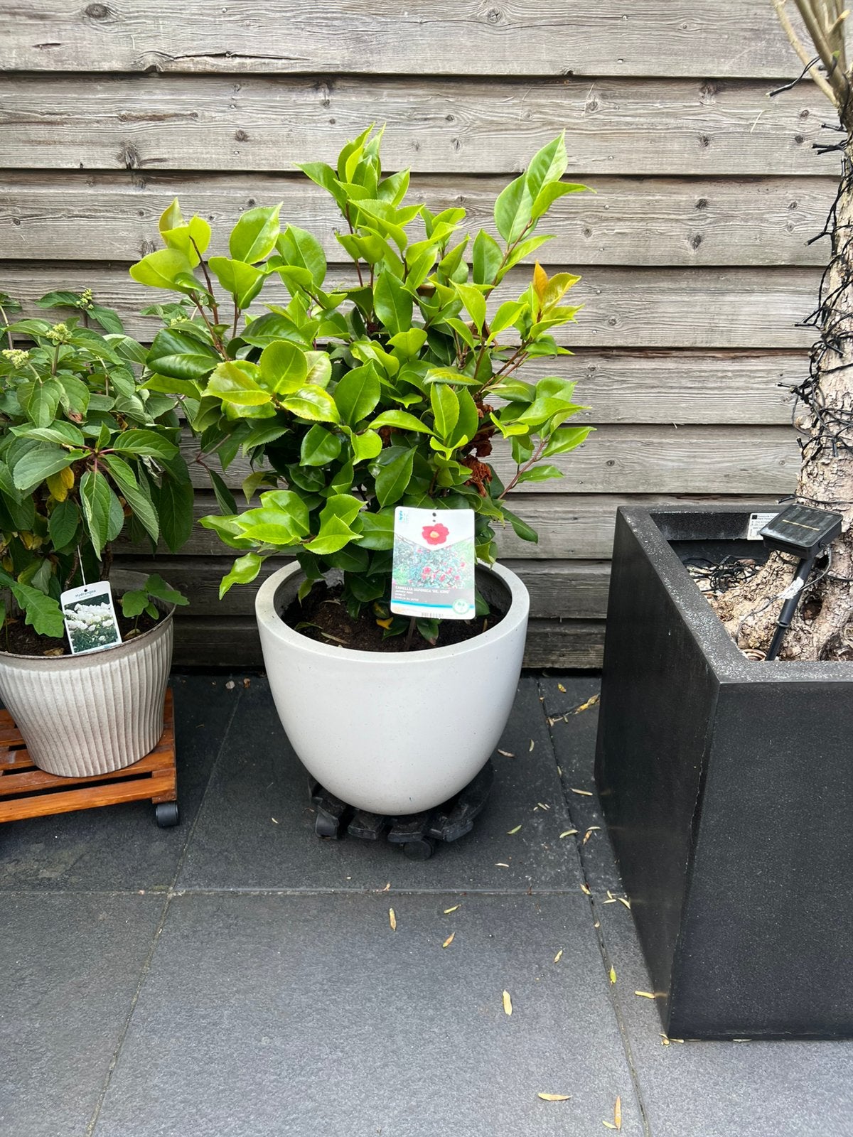 Japonica roos, Ophalen, Overige soorten, Halfschaduw
