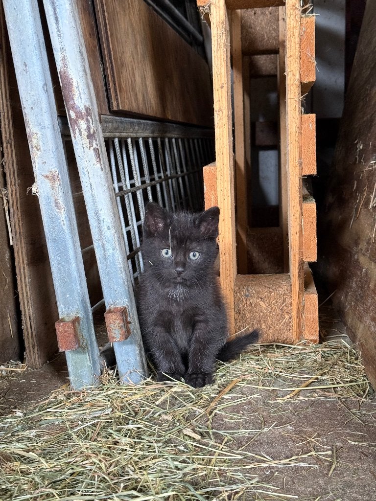 Boerderijkittens, Kater, Kortharig, 0 tot 2 jaar