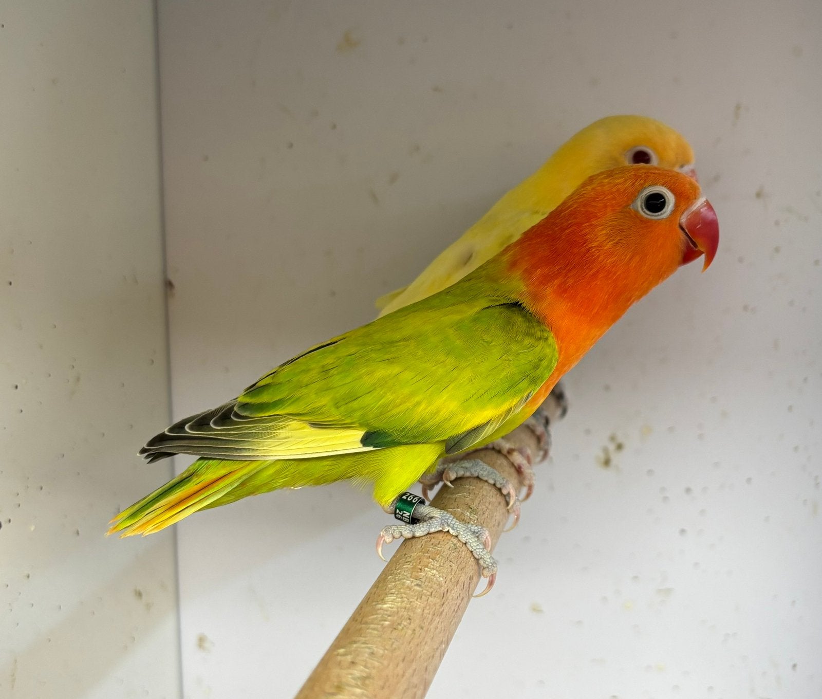 ZELFSTANDIGE Agapornis fischeri dwergpapegaai, Dieren en Toebehoren, Vogels | Parkieten en Papegaaien, Geslacht onbekend, Dwergpapegaai of Agapornis