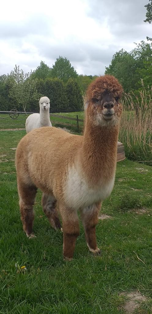 Alpaca hengst, Dieren en Toebehoren, Augustus, Mannelijk
