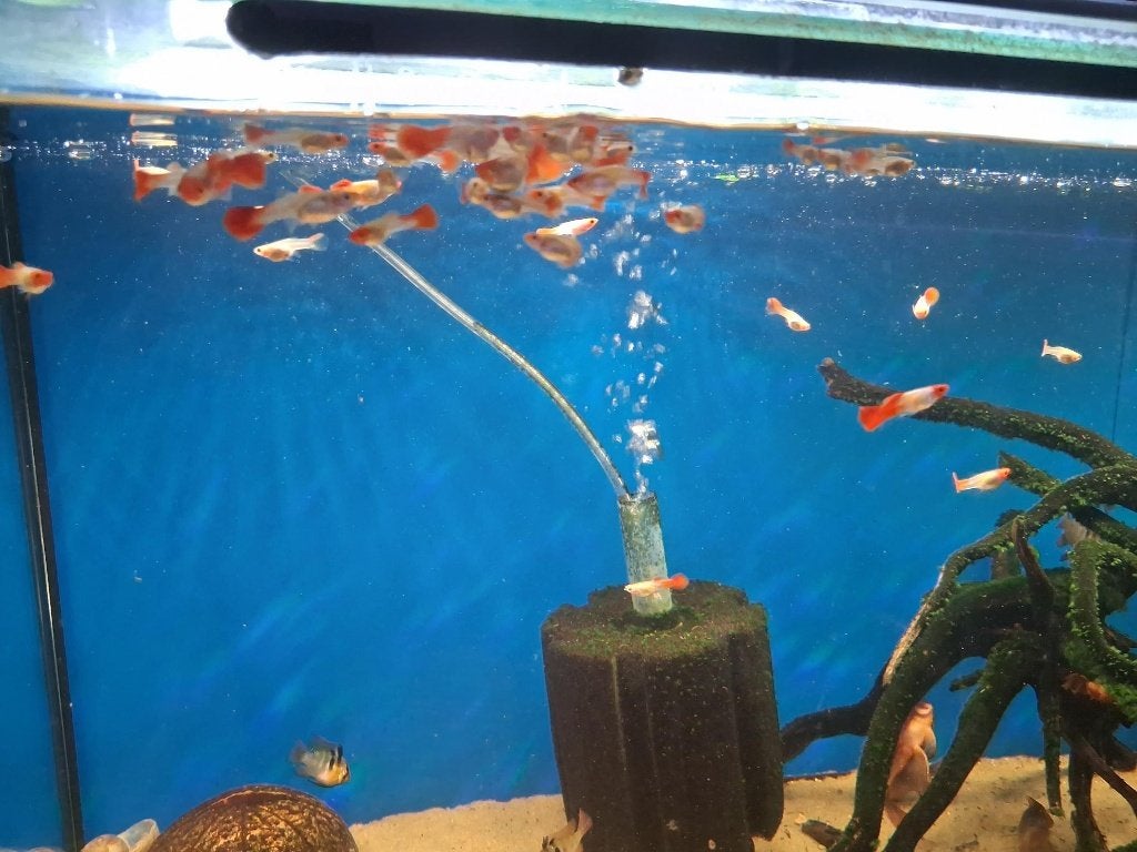 Nakweek van Koi guppen 2-2,5 cm!!!, Dieren en Toebehoren, Vissen | Aquariumvissen, Vis, Zoetwatervis