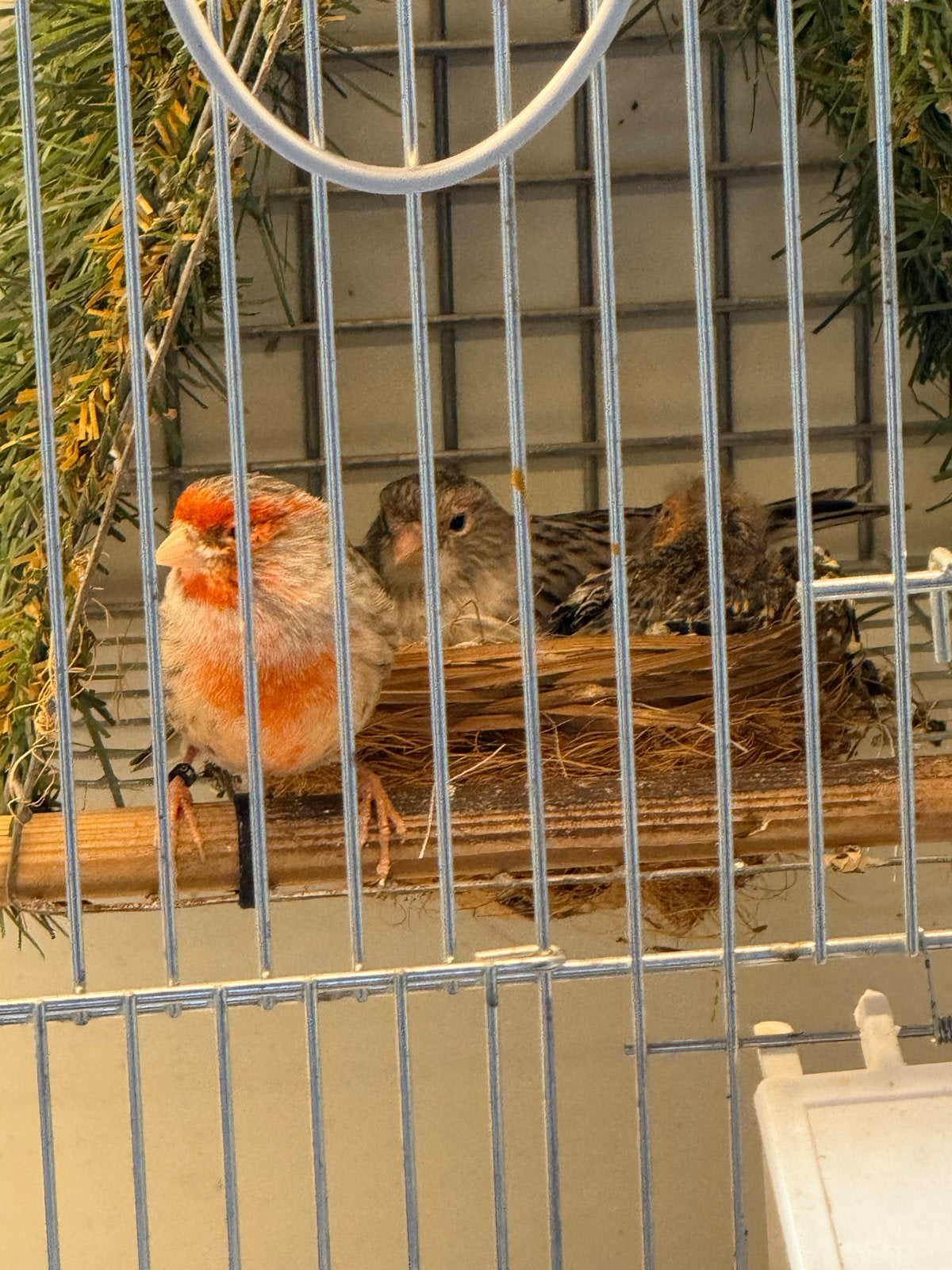 Grijs/rood mozaïek kanaries, Meerdere dieren, Wildzangvogel