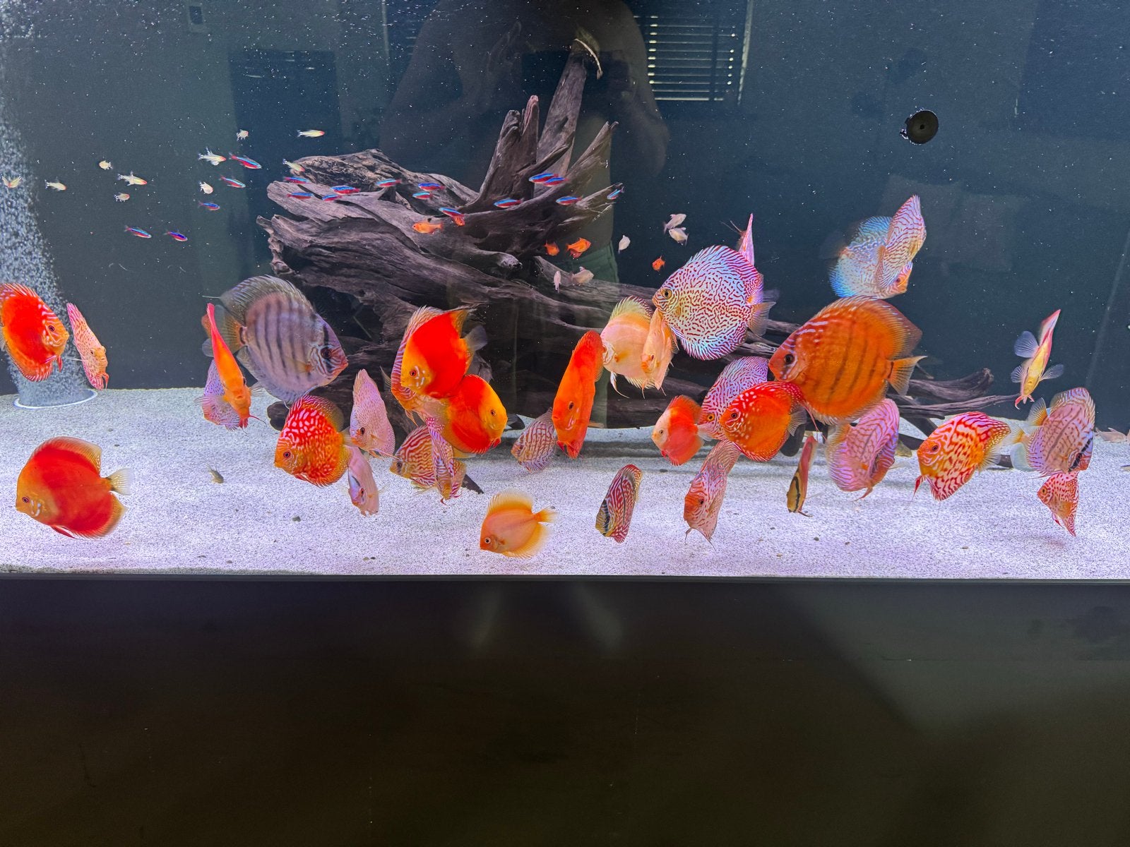 Groot aquarium 250x80x80, Dieren en Toebehoren, Ophalen, Gevuld zoetwateraquarium