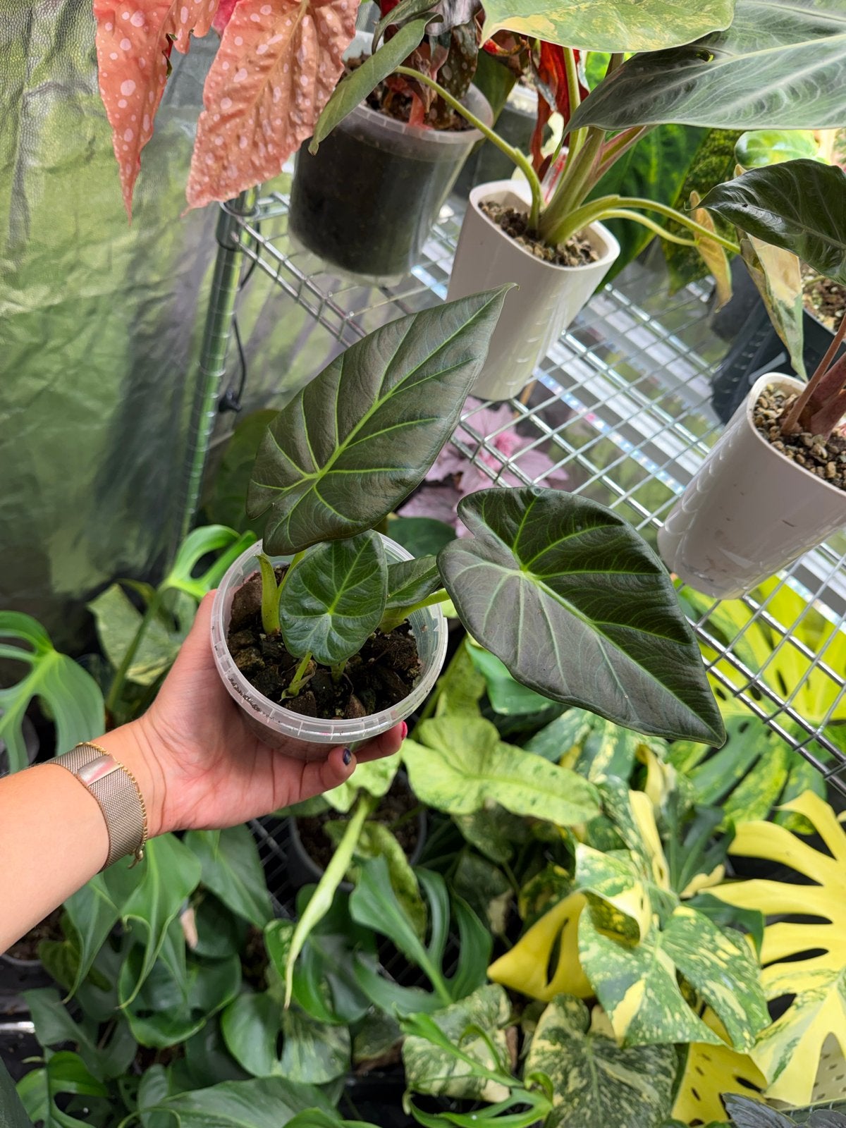 Alocasia Regal Shield plantjes - Gegroeid vanuit knol, Huis en Inrichting, Ophalen of Verzenden