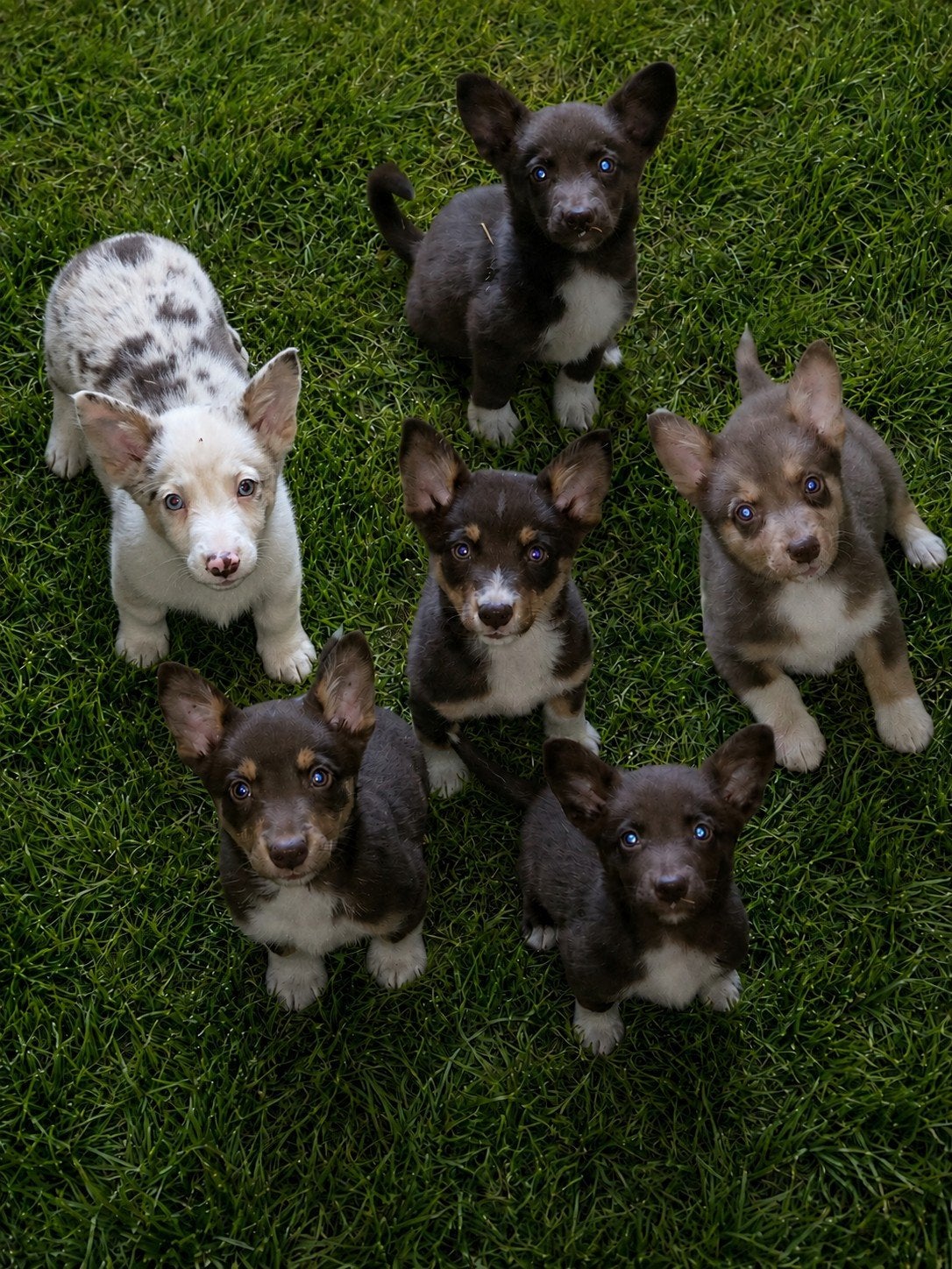 Prachtige Welsh corgi Cardigan pups, Parvo, België, Fokker | Hobbymatig, 8 tot 15 weken
