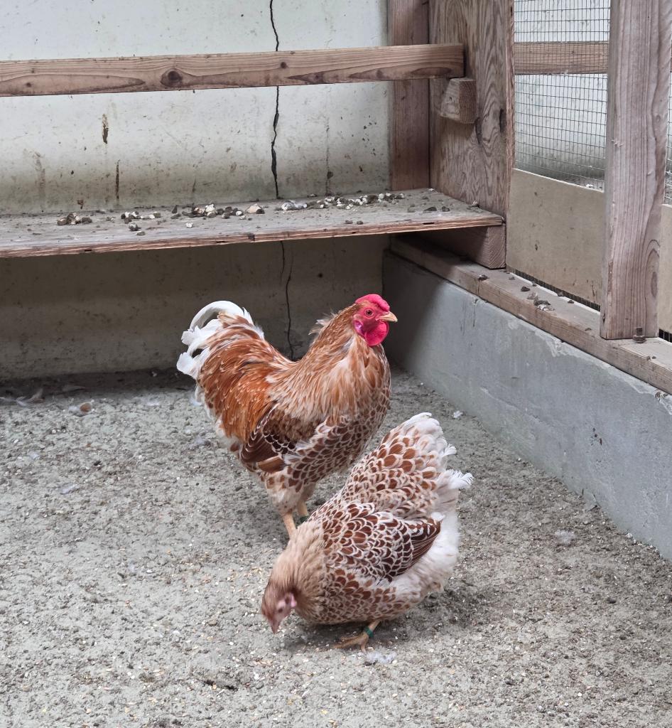 Wyandotte kriel Geel Wit gezoomd, Dieren en Toebehoren, Pluimvee, Meerdere dieren, Kip