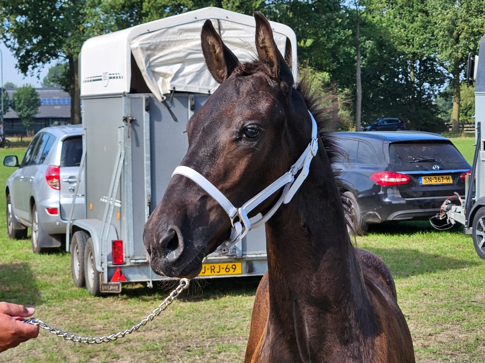 Prachtig Fries hengstveulen met uitstraling en beweging, Dieren en Toebehoren, Paarden, Hengst, Minder dan 160 cm, 0 tot 2 jaar