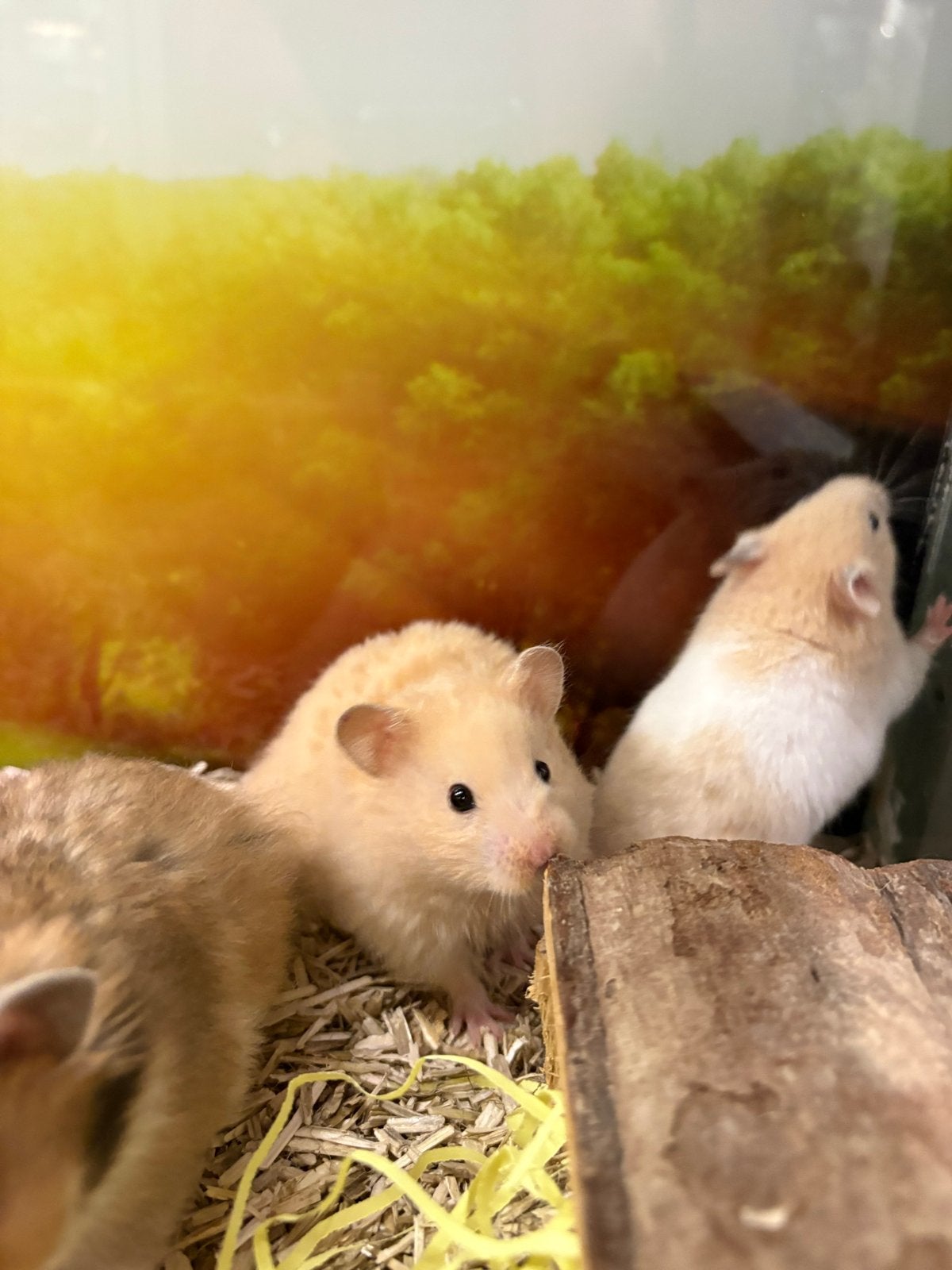 Jonge hamsters mannen, Dieren en Toebehoren, Augustus, Mannelijk, Hamster