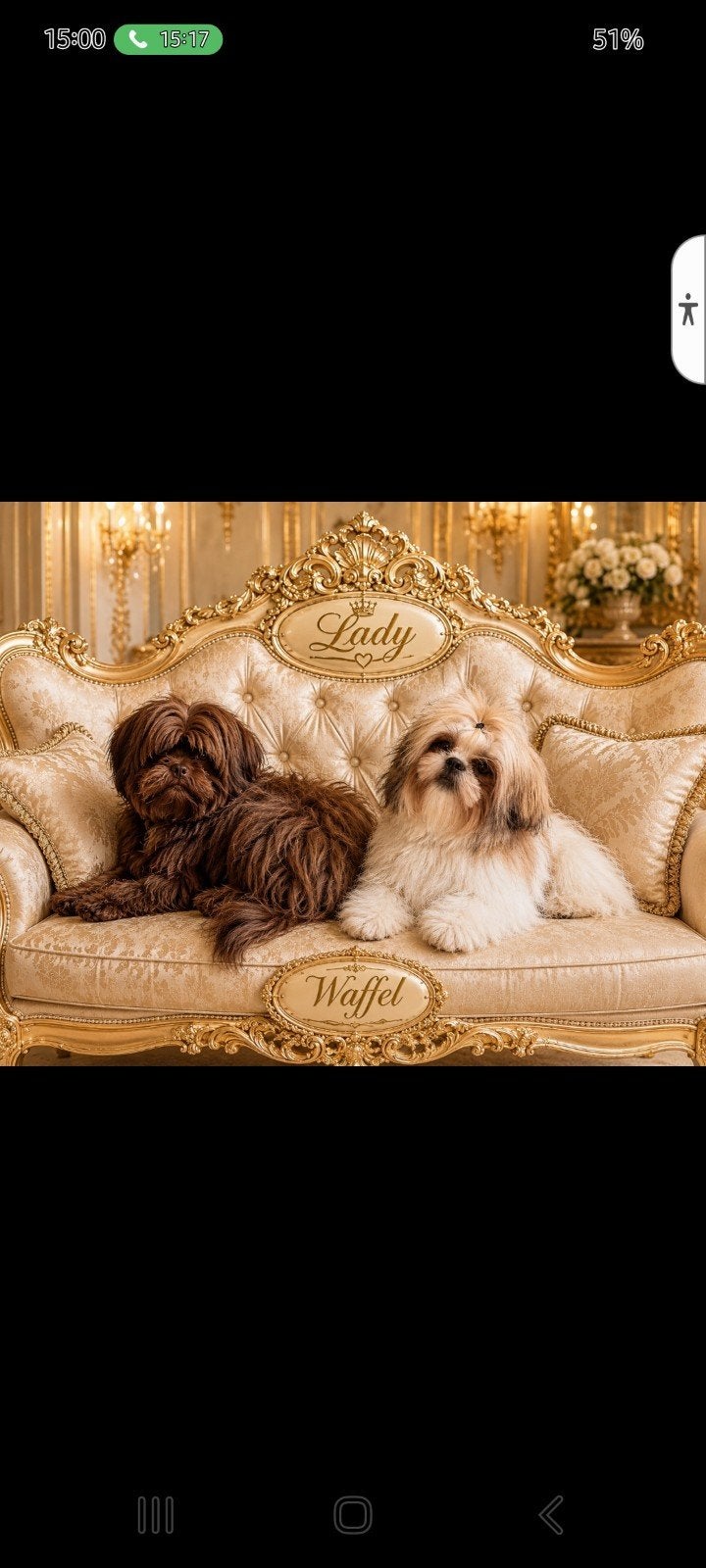 Nest aankondiging.Raszuivere shih tzu pups., Parvo, Overige rassen, 8 tot 15 weken, Meerdere