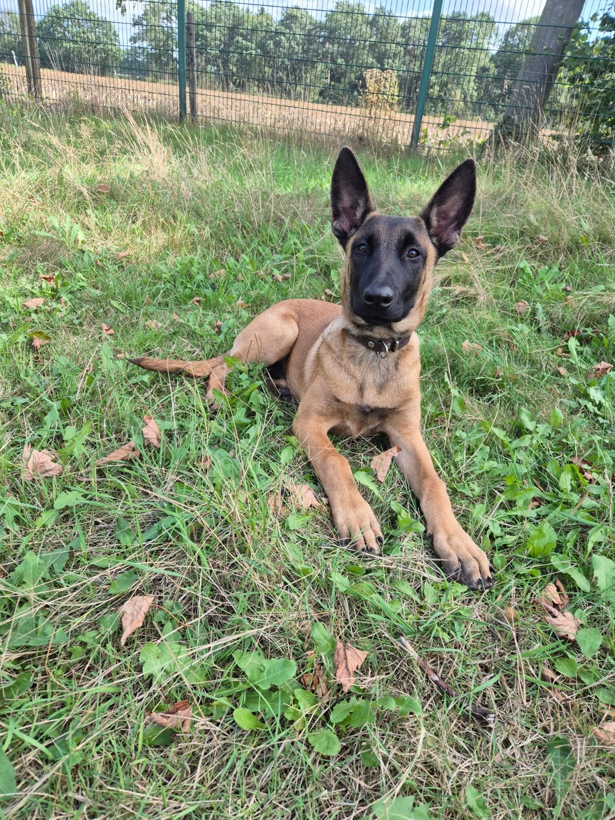 mechelse herder teef 16 weken, Dieren en Toebehoren, Honden | Herdershonden en Veedrijvers, 15 weken tot 1 jaar, Teef, Eén hond