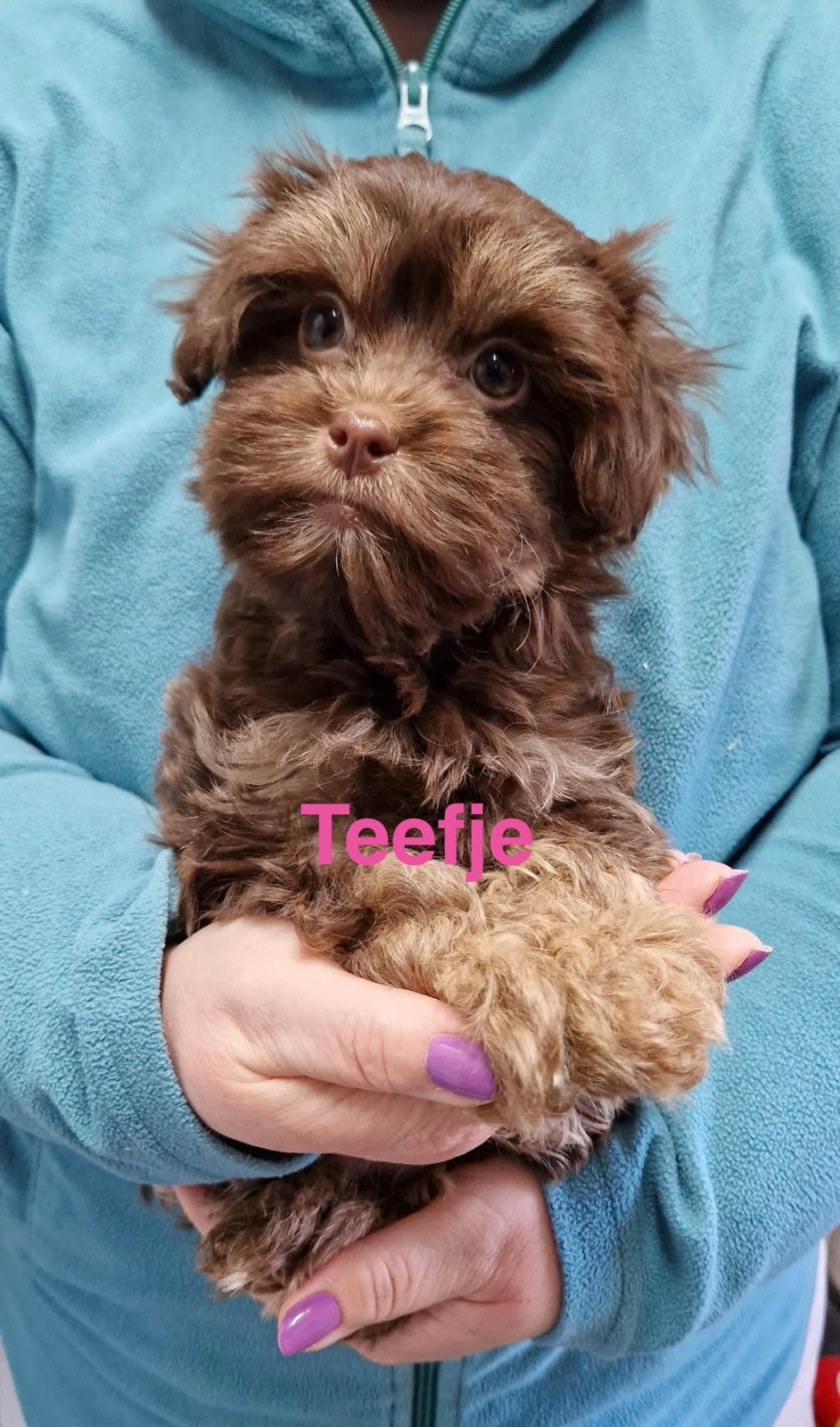Super leuke vrolijke boomer pups, Parvo, Nederland, 8 tot 15 weken, Meerdere