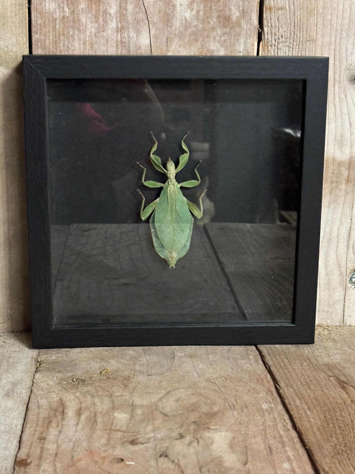 Mooie luxe lijst met een opgezet wandelend blad, Ophalen of Verzenden, Nieuw, Insect, Opgezet dier