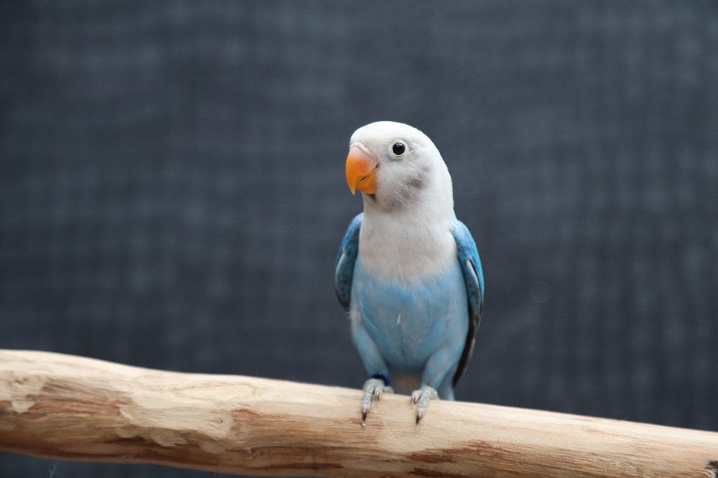 Jonge Baby Agapornis | Fischeri | Div. Kleuren | Handtam